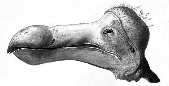 Dodo_head