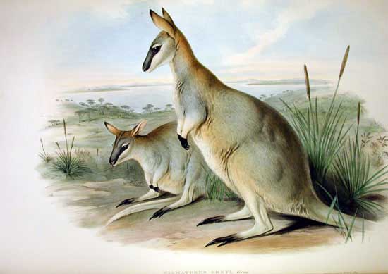 Macropus_greyi_-_Gould