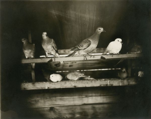 Passenger_pigeon