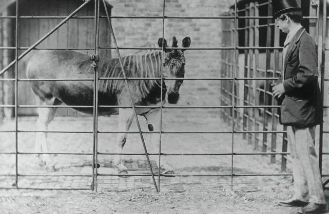 Quagga_London_Zoo