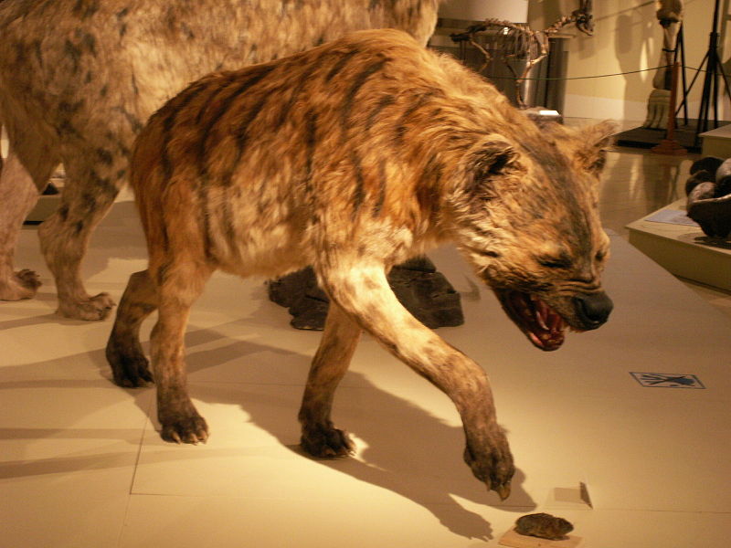 hyena