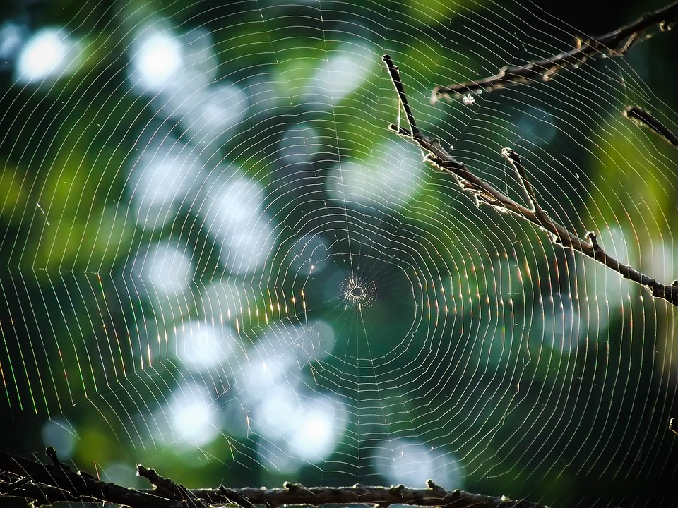 spiderweb-888466_960_720