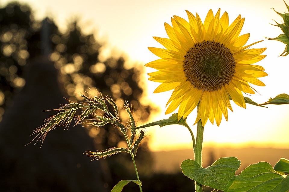 sunflower-1127174_960_720