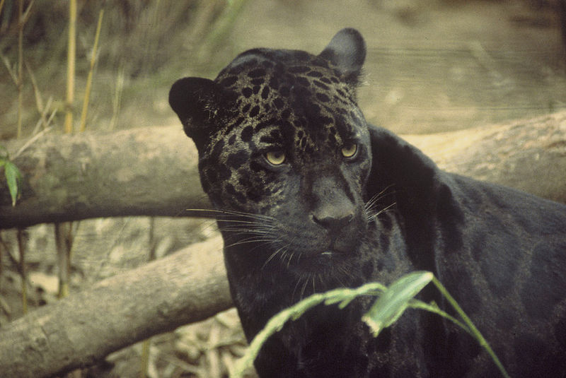 800px-Black_jaguar