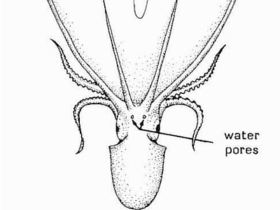 Blanket Octopus - Giant Sea Creatures - 400px x 300px