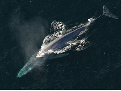 Blue Whale - Giant Sea Creatures - 400px x 300px