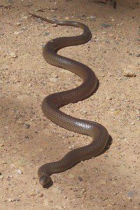 Eastern_Brown_Snake_-_Kempsey_NSW