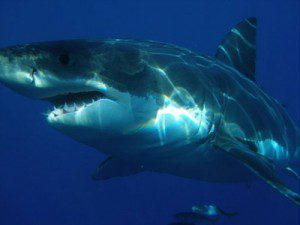 Great White Shark - Giant Sea Creatures - 400px x 300px