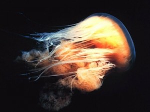 Lion's mane jellyfish - Giant Sea Creatures - 400px x 300px