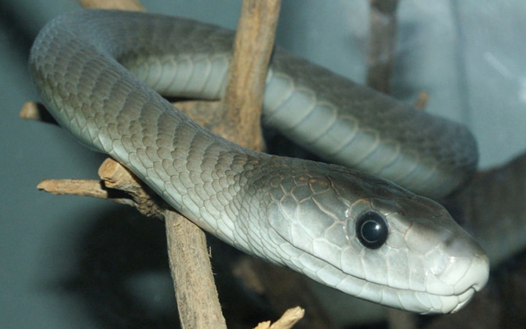 5 Most Poisonous Snakes On Planet Earth