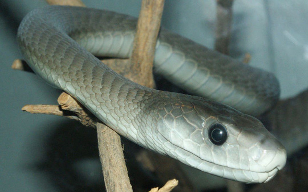 Most Poisonous Snakes