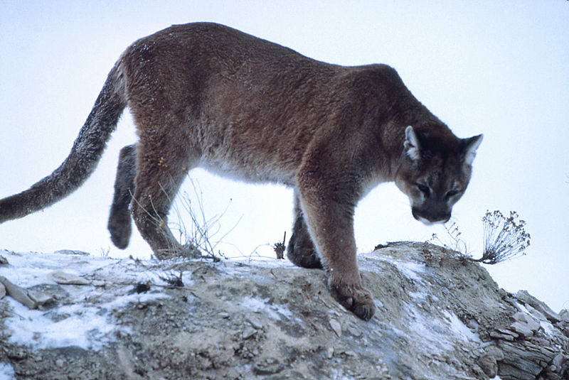 Mountain-lion-01623