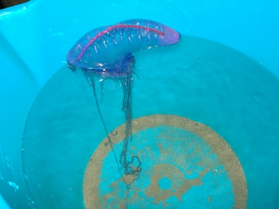 Portuguese Man o War - Giant Sea Creatures - 400px x 300px