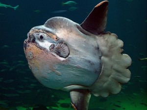 Sunfish - Giant Sea Creatures - 400px x 300px