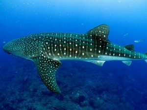Whale Shark - Giant Sea Creatures - 400px x 300px