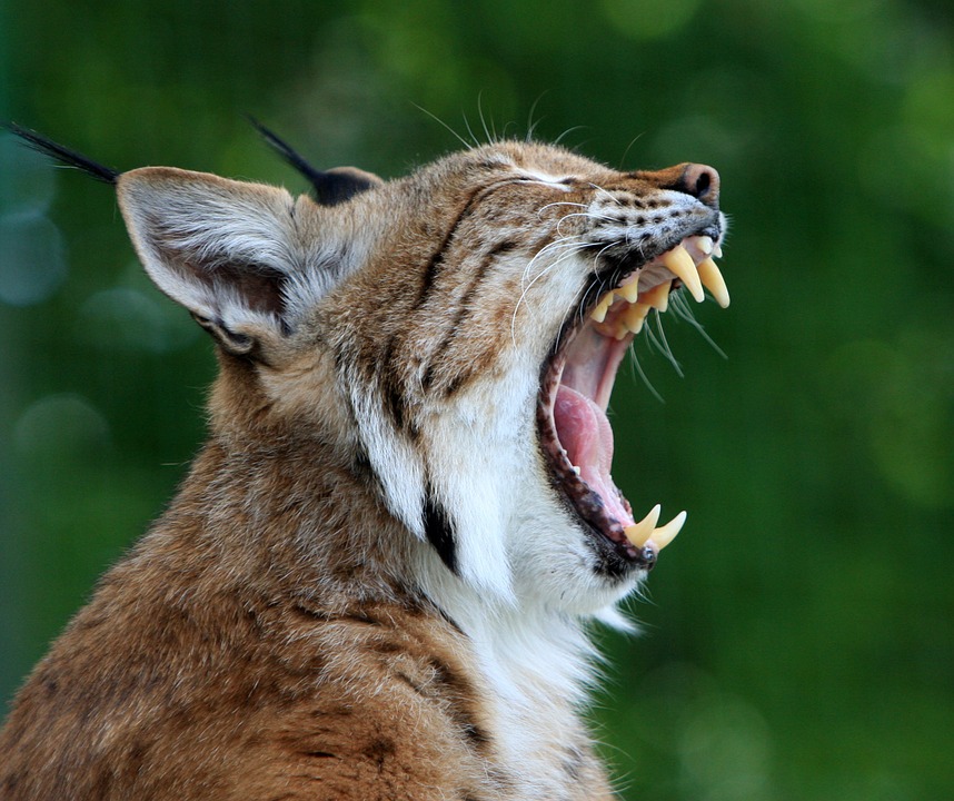 bobcat-78762_960_720