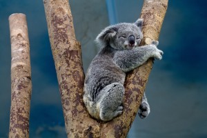 koala-1100469_1280
