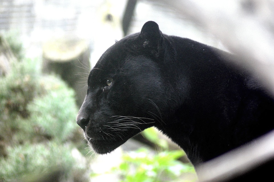 panther-448975_960_720