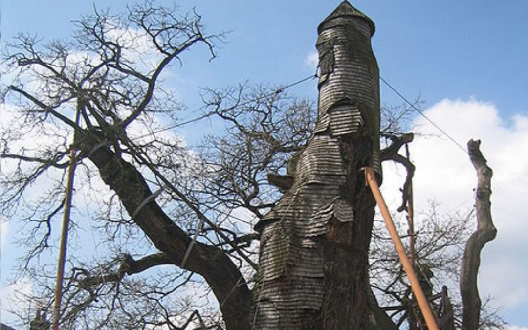The World’s Most Mysterious Tree House