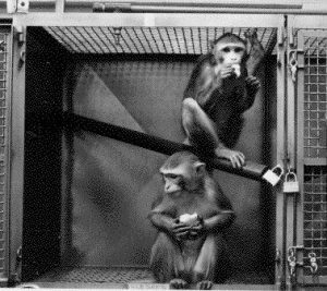 primate_cage