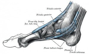 Gray1242 vestigial