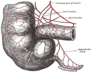 Gray536 Vestigial