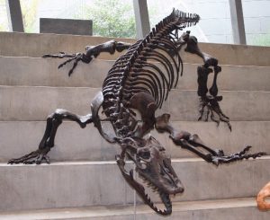 Varanus_priscus_Melbourne_Museum