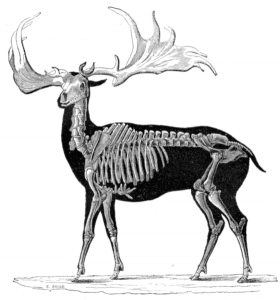 Megaloceros_1856