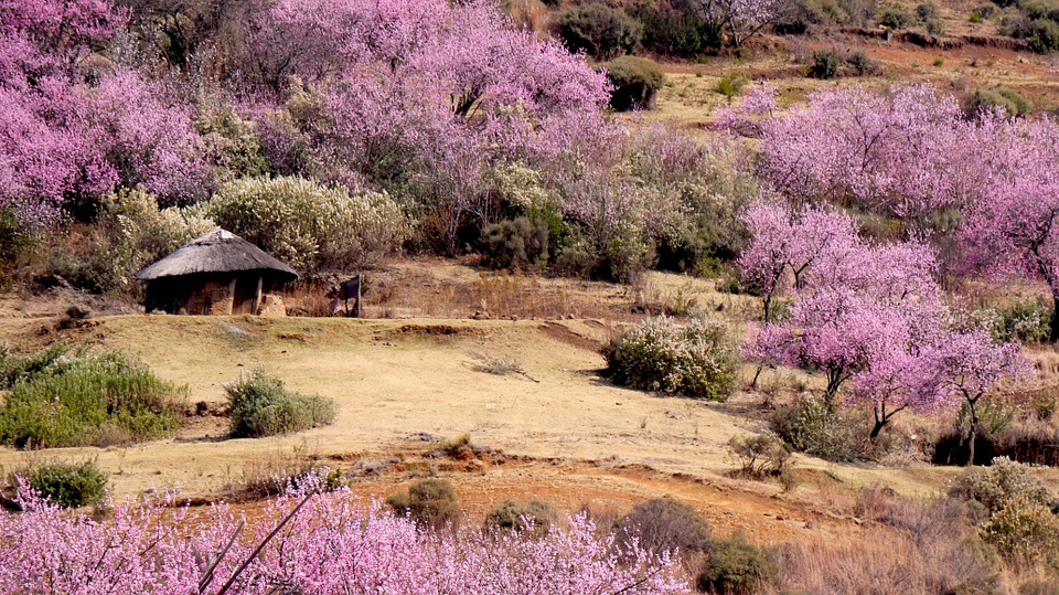 lesotho