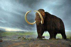 800px-Woolly_mammoth extinct animals