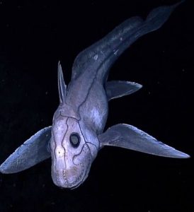 Deep_sea_chimaera strange sea creatures