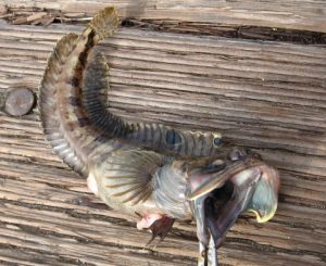 Fringehead Strange sea creatures