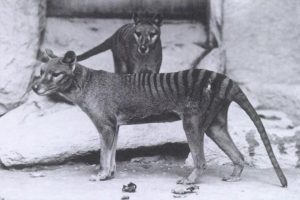 Thylacinus extinct animals