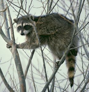 582px-Raccoon_climbing_in_tree_-_Cropped_and_color_corrected smartest animals