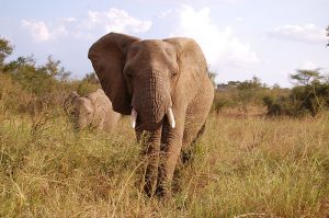 800px-Kruger_Elephant
