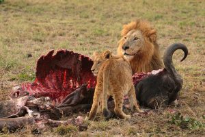 800px-Male_Lion_and_Cub_Chitwa_South_Africa_Luca_Galuzzi_2004 world's deadliest animals