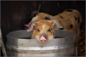 800px-Pig_in_a_bucket