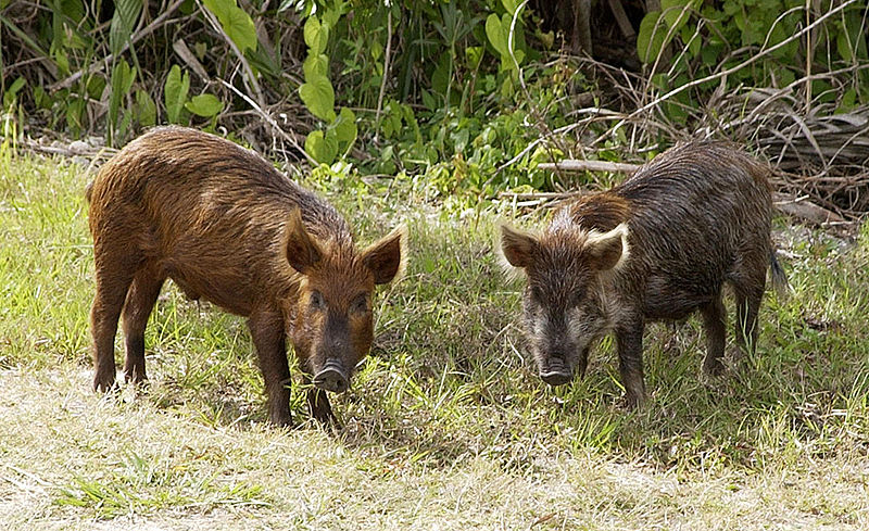 800px-Wild_Pig_KSC02pd0873