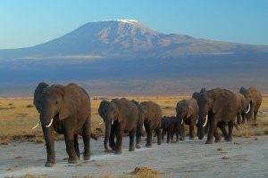 Elephants_at_Amboseli_national_park_against_Mount_Kilimanjaro smartest animals