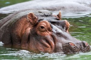 Hippo_memphis.jpg world's deadliest animals