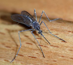 Mosquito_2007-2.jpg world's deadliest animals