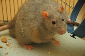 Rat_diabetic smartest animals