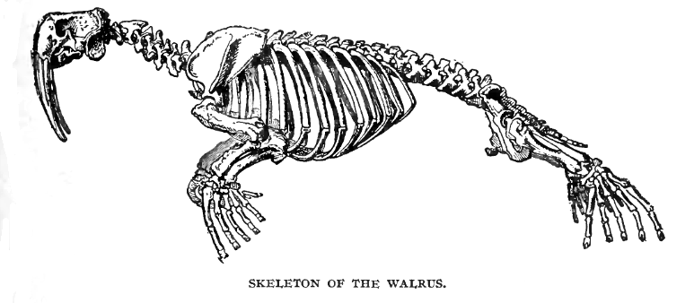 WalrusLyd2 (1)