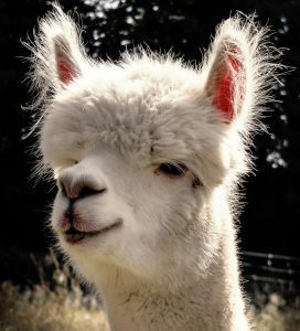 alpaca-985837_1920