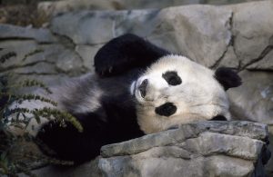 panda hacker groups