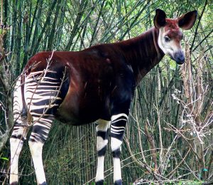 Rarest Animals -okapi2