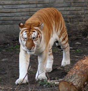 rarest-animals-golden_tiger_1_-_buffalo_zoo