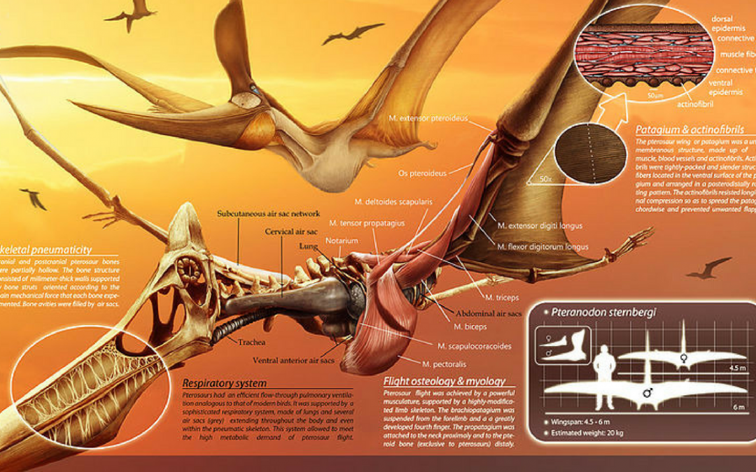 dinosaur-facts