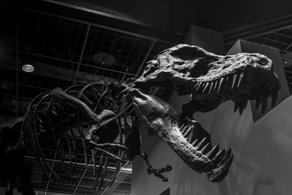 Dinosaur Facts monochrome-1378799_1920