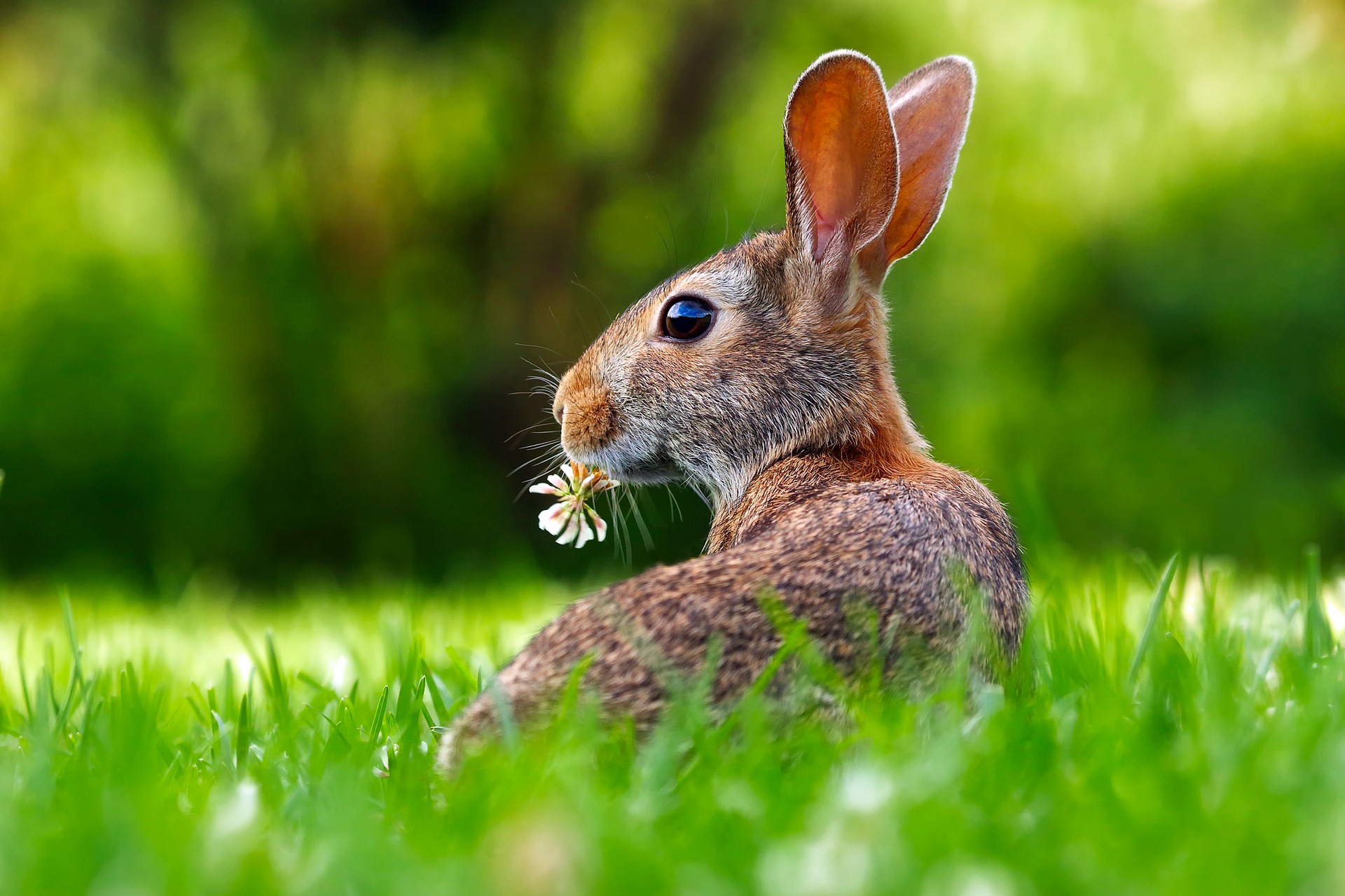 genghis khan rabbit-1903016_1920